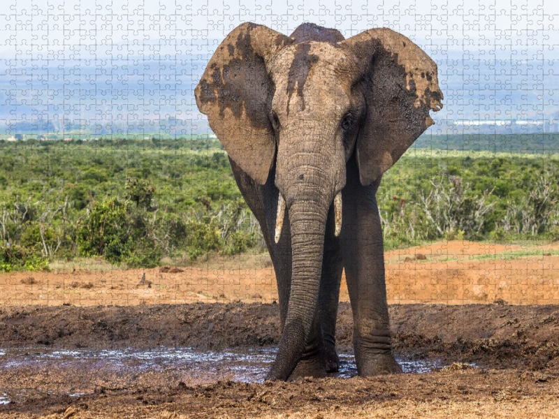 blickkontakt mit einem elefanten im addo elephant national park, südafrika