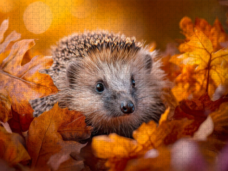 Igel - Goldene Herbstmomente