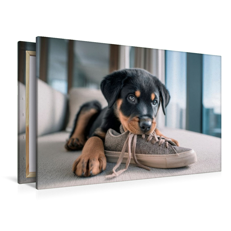 Rottweiler - Kleiner Schuhdieb
