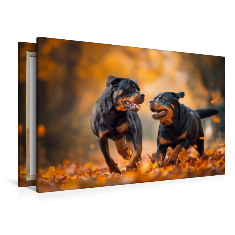 Rottweiler - Herbstfreude auf vier Pfoten