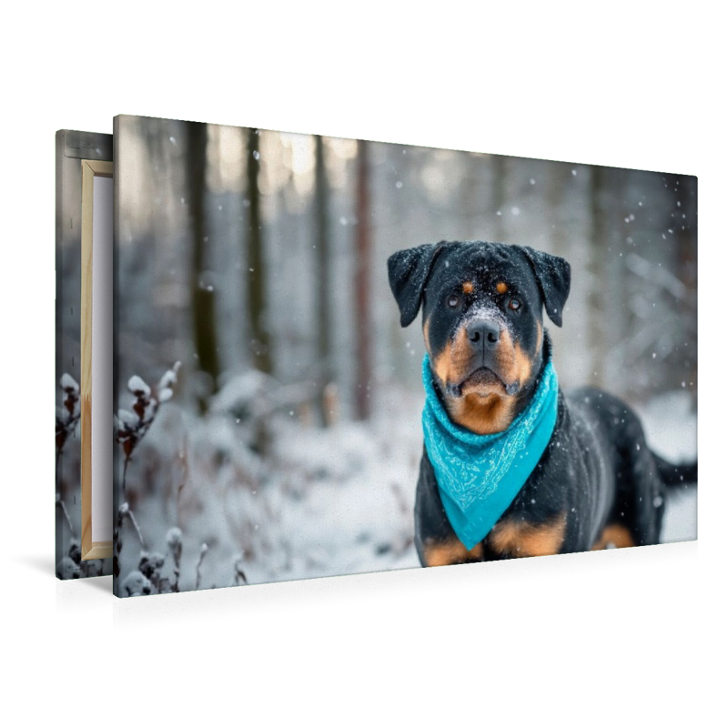 Rottweiler - Imposanter Begleiter im Schnee