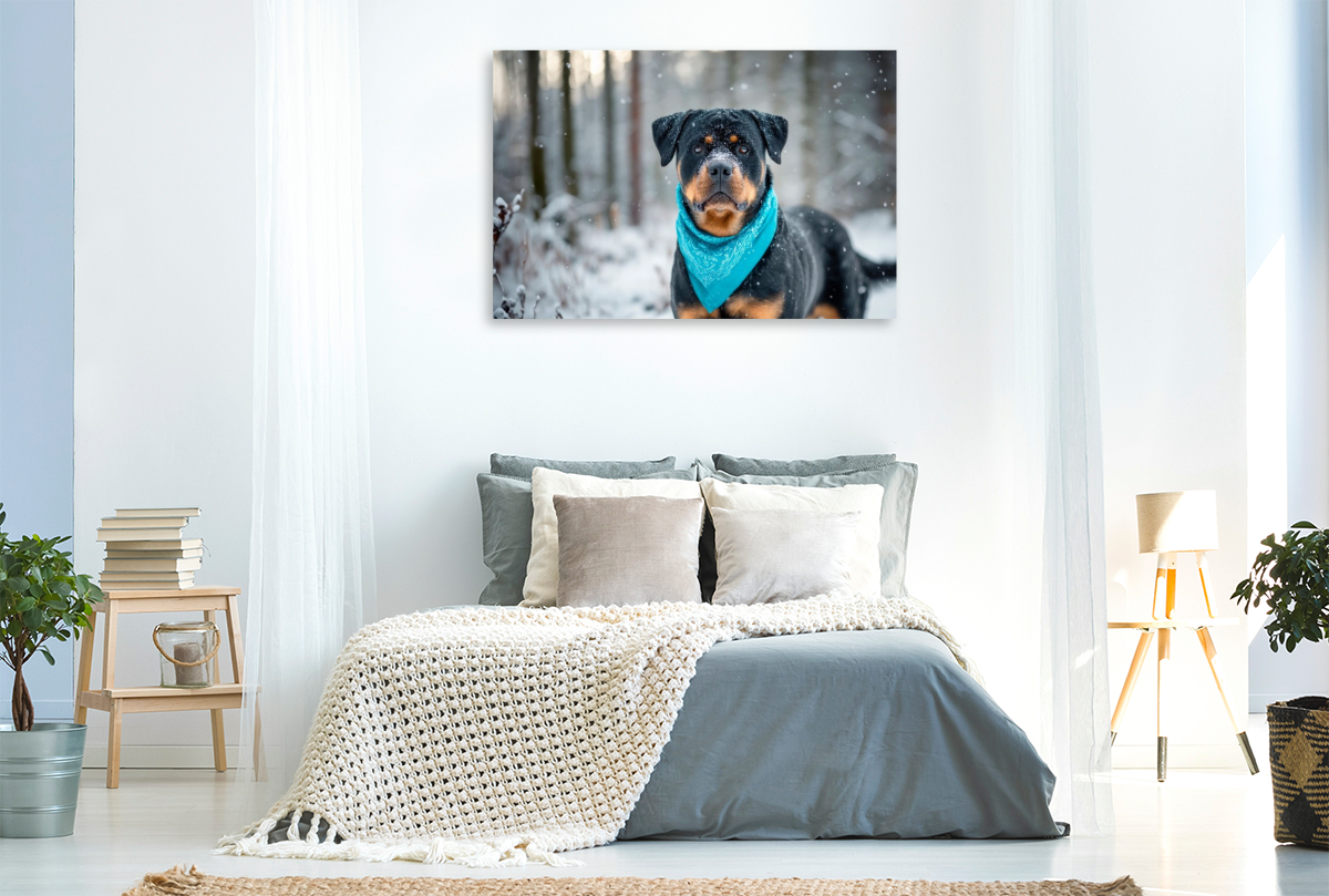 Rottweiler - Imposanter Begleiter im Schnee