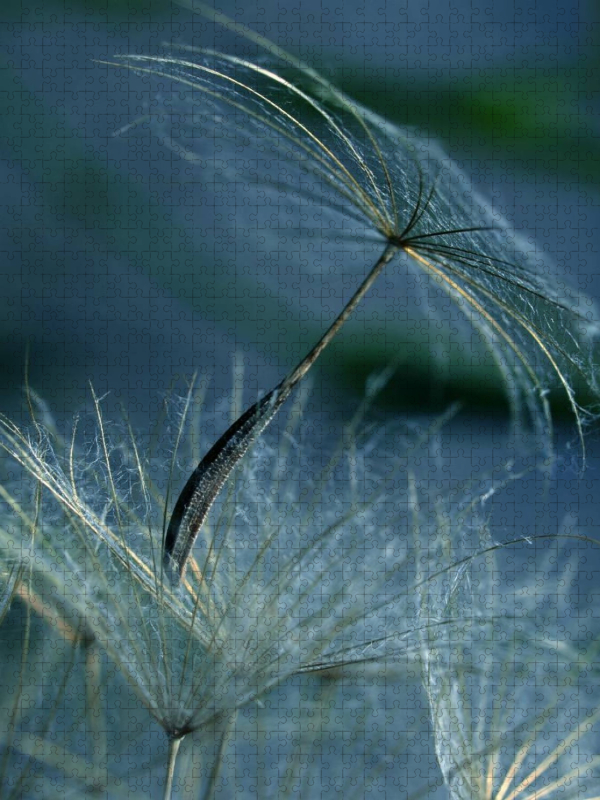 Wiesenbocksbart