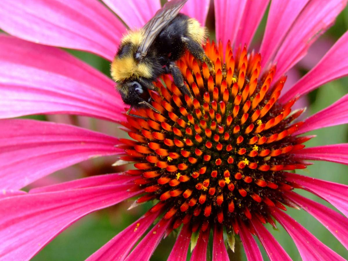 Hummel auf Echinacea