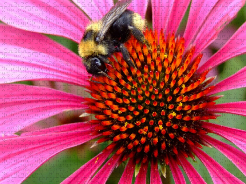 Hummel auf Echinacea