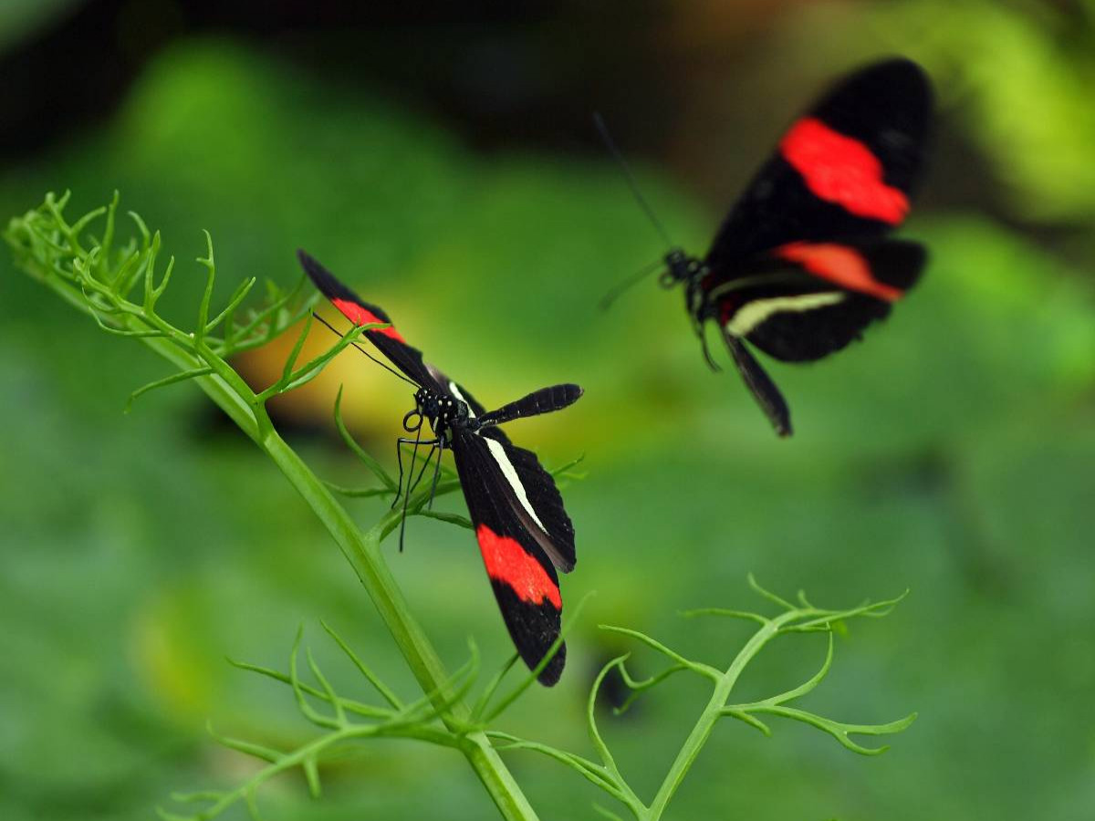 Heliconius-Falter