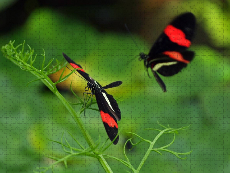 Heliconius-Falter
