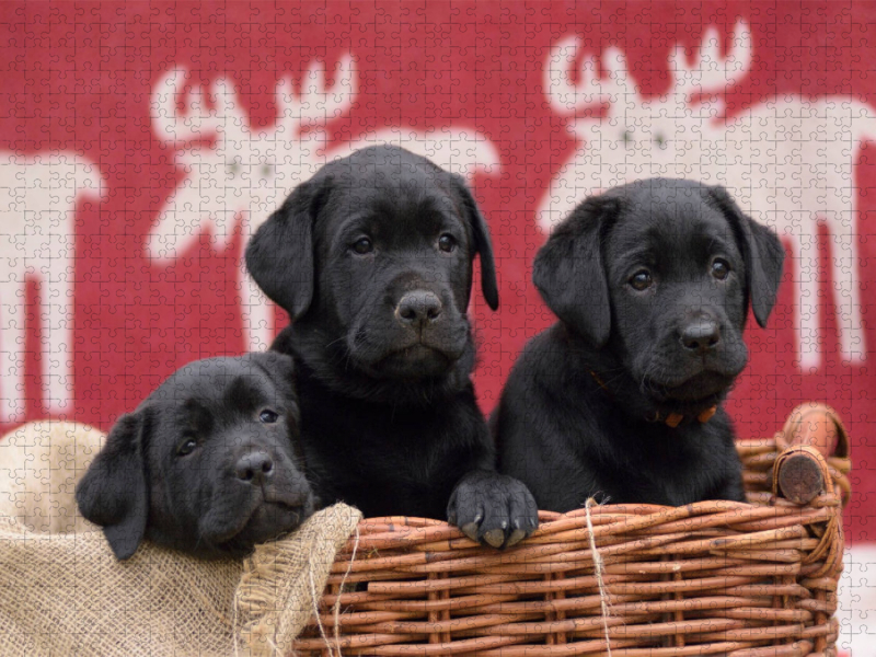 Drei schwarze Labrador Welpen