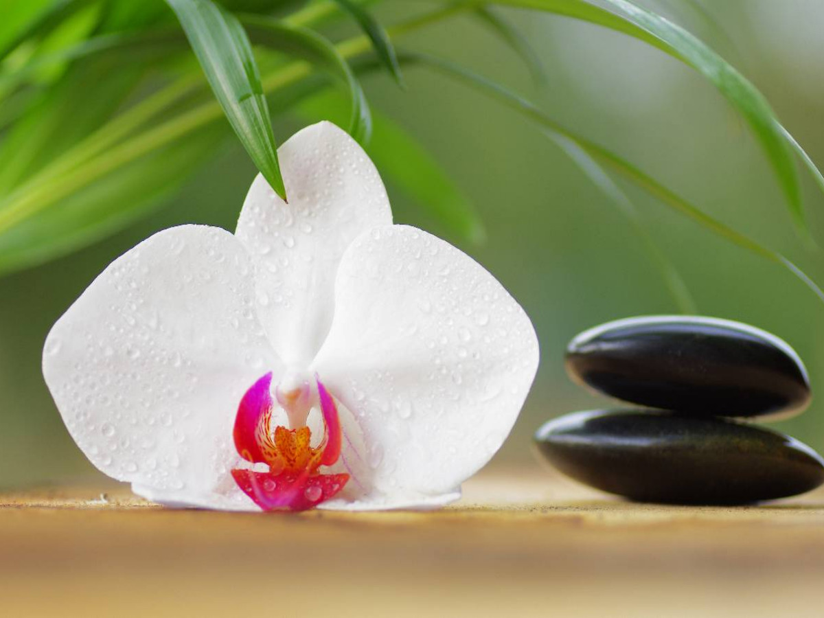 Orchideen Geflüster