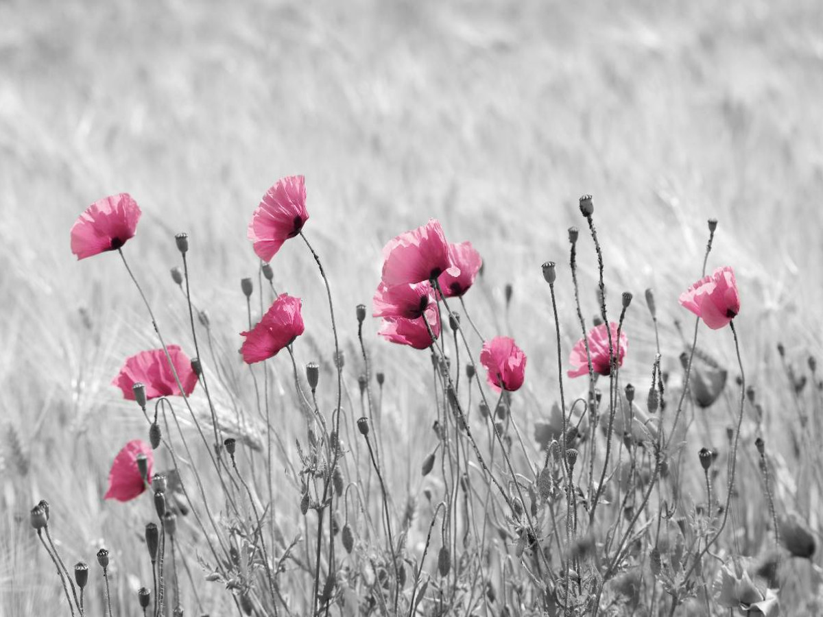 Rosa Klatschmohn Zeit