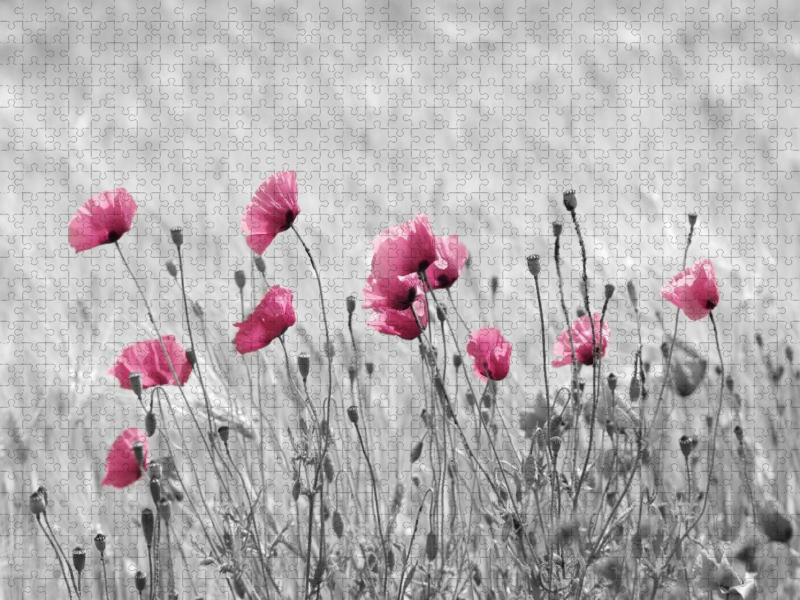 Rosa Klatschmohn Zeit
