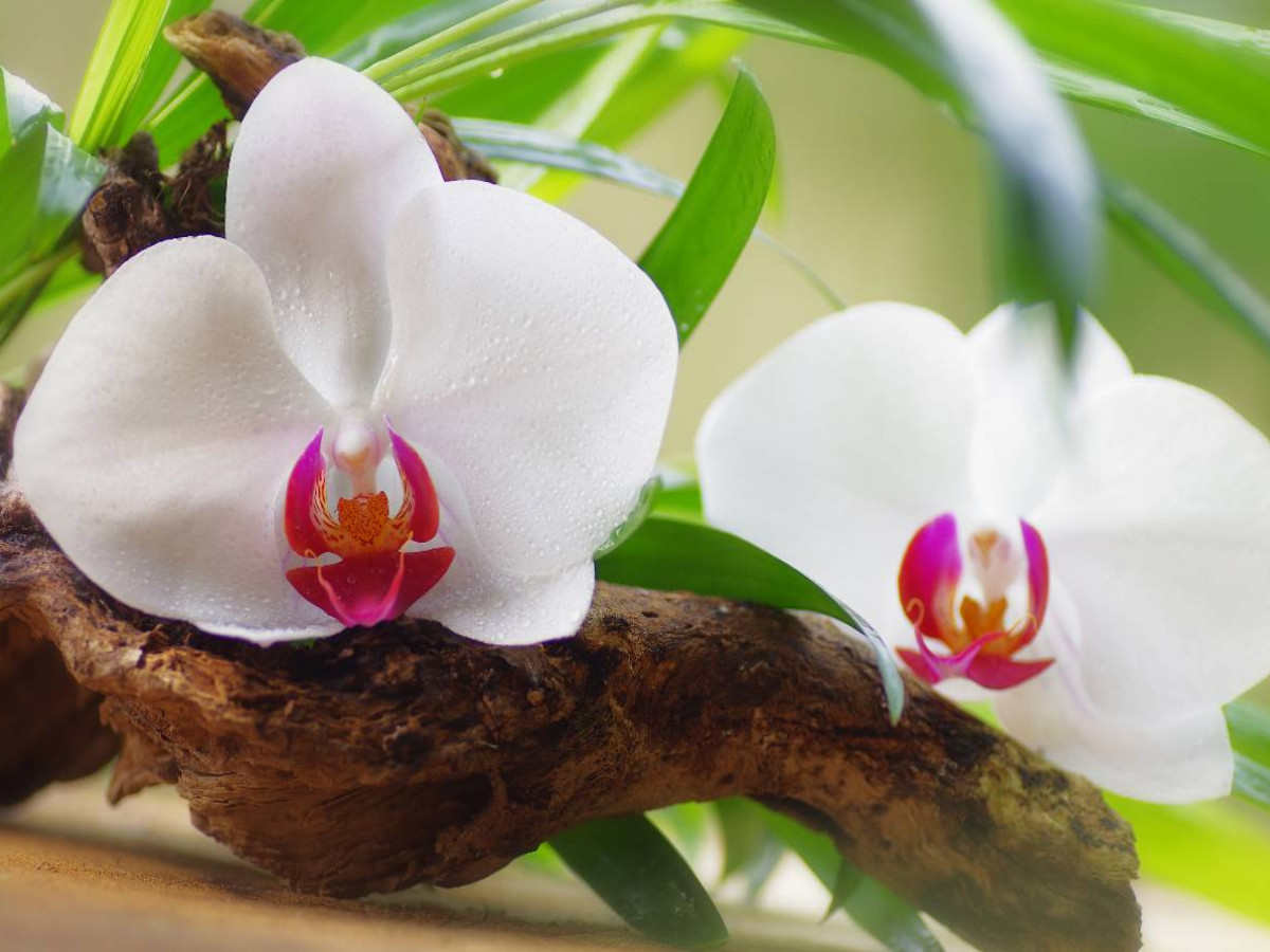 Orchidee Oase