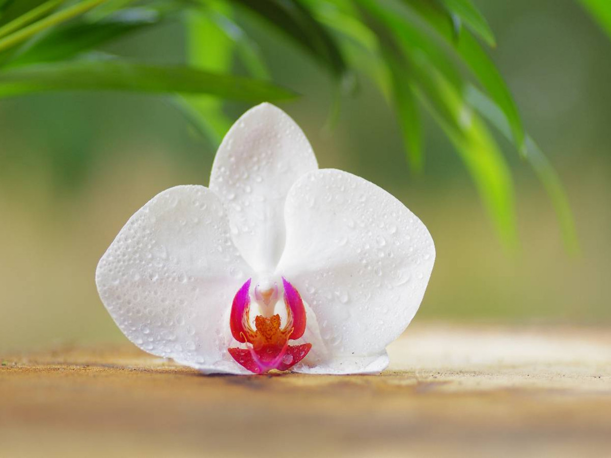Orchideenblüte