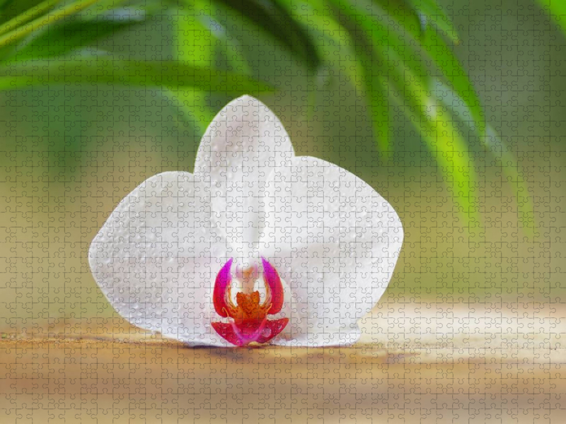Orchideenblüte