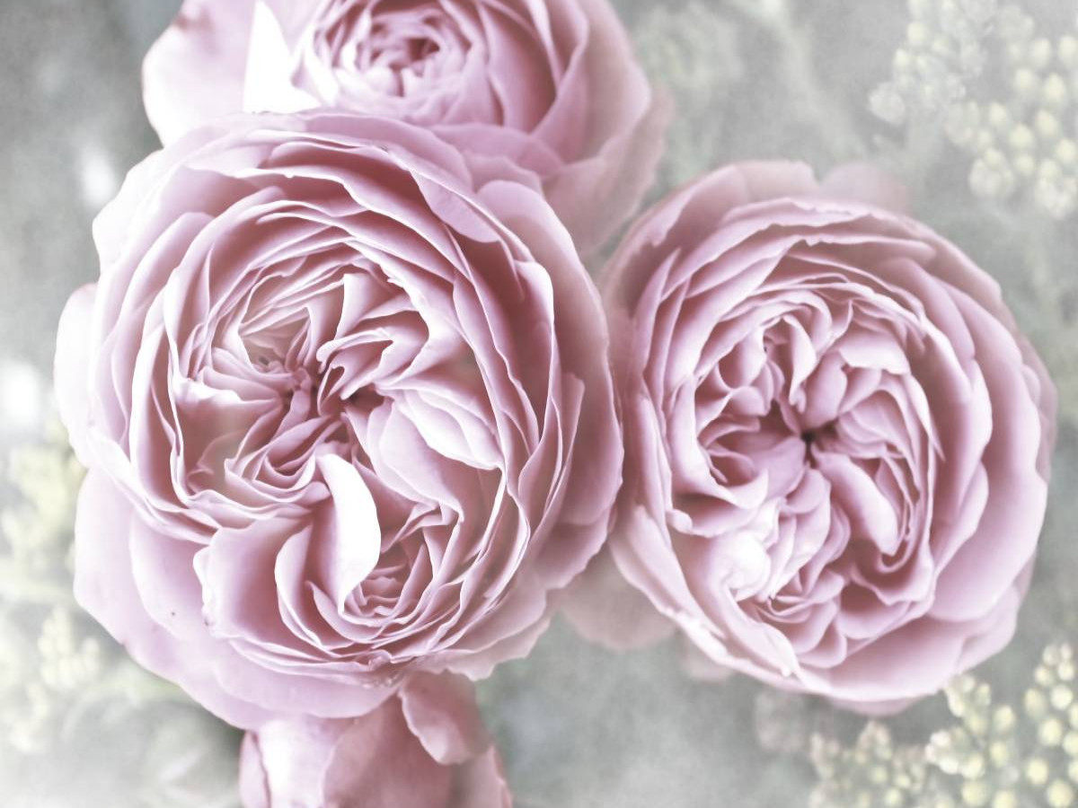 Rosen Landhaus Shabby