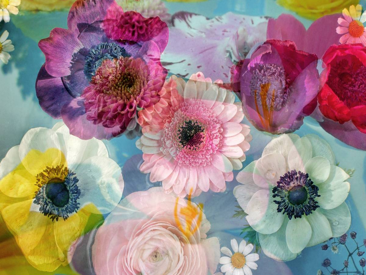 Anemonen in Wasser