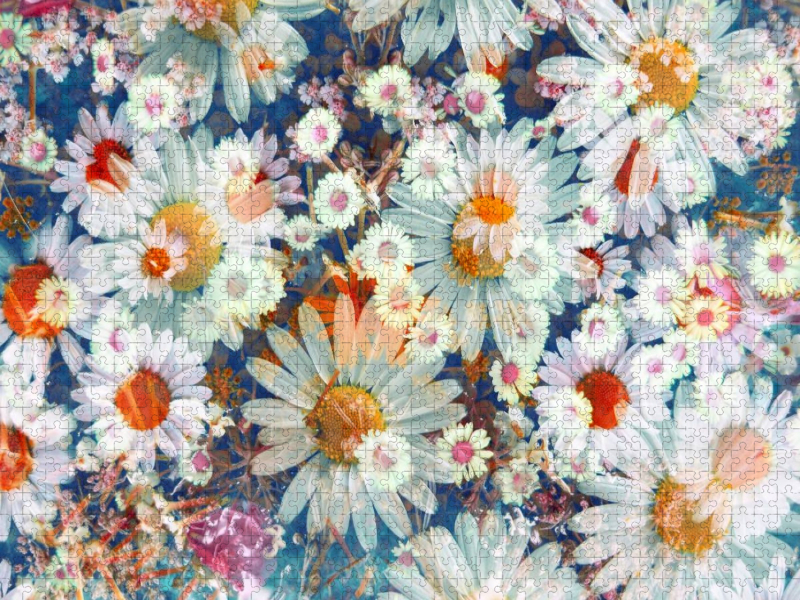 Gänseblümchen Sommertraum