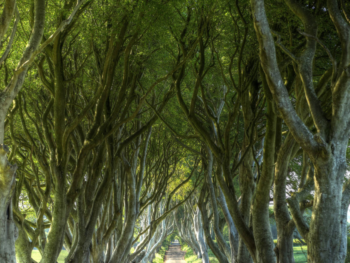 The Dark Hedges