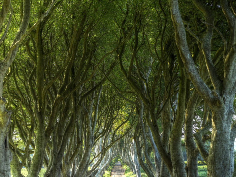 The Dark Hedges