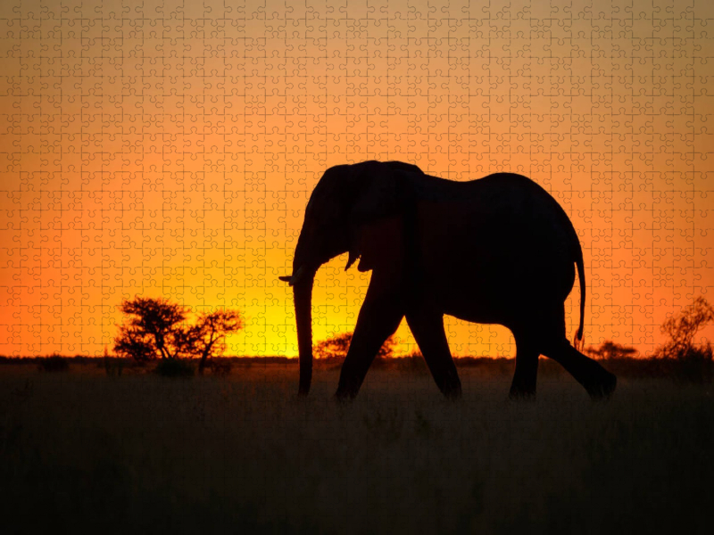 Elefant