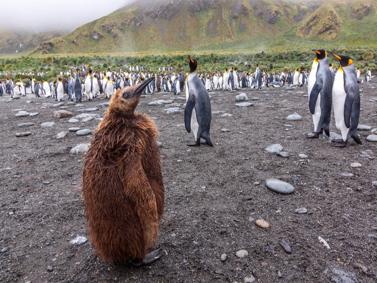 junger Königspinguin