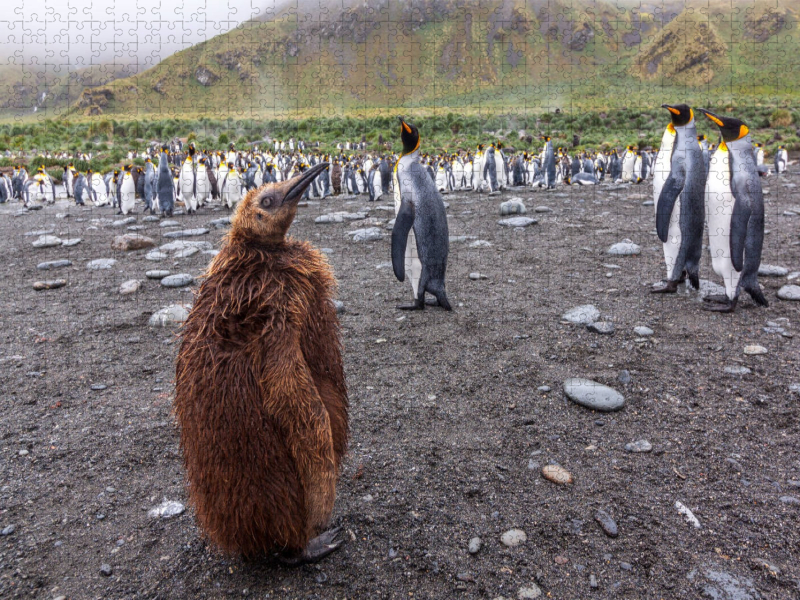junger Königspinguin