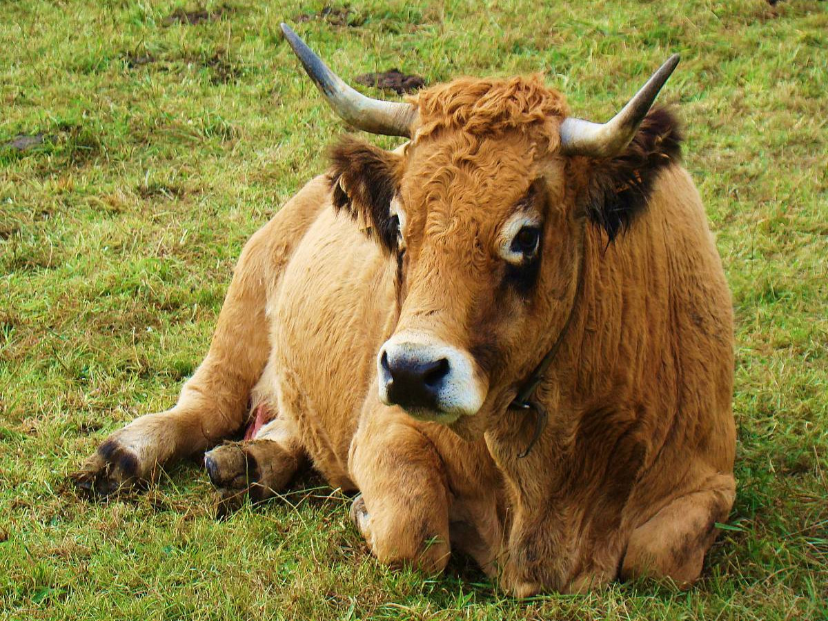 Sie hört auf den Namen ' Larissa '  . Zuchtkuh der französichen Rinderrasse Aubrac