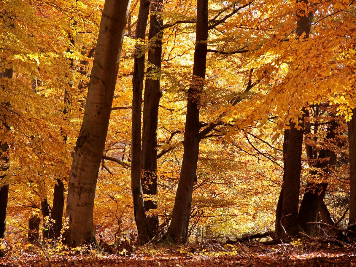 Herbstlicher Buchenwald bei Niedernhausen