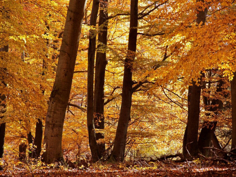 Herbstlicher Buchenwald bei Niedernhausen