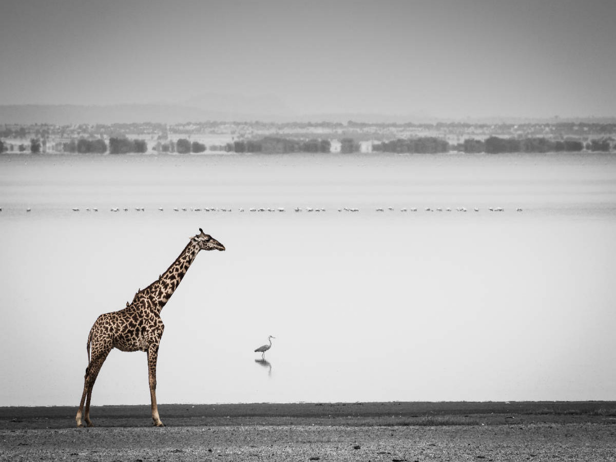 Massai-Giraffe, Lake Manyara National Park
