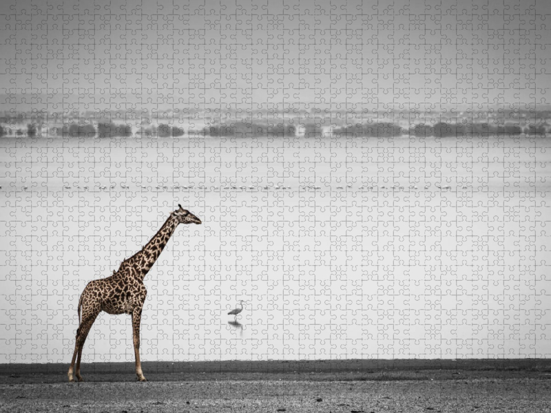 Massai-Giraffe, Lake Manyara National Park