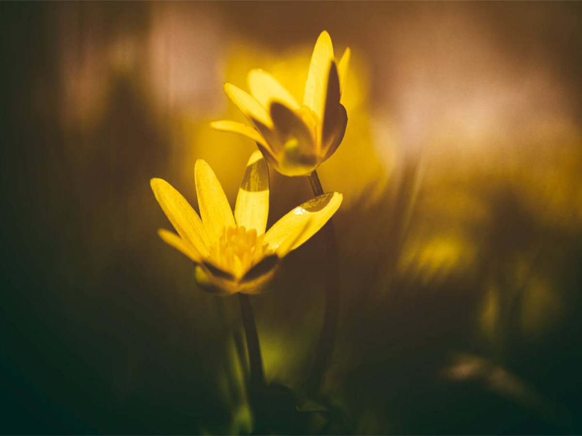 Butterblume