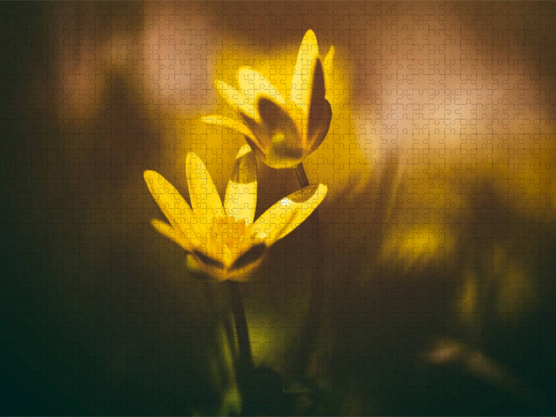Butterblume