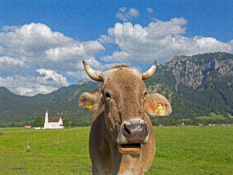 Kuh vor Kirche St. Coloman bei Schwangau, Allgäu