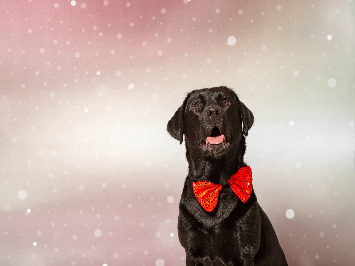 Fröhliche Weihnachten wünscht dieser festliche Labrador!