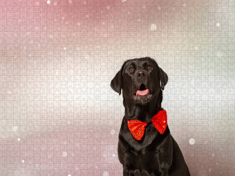 Fröhliche Weihnachten wünscht dieser festliche Labrador!