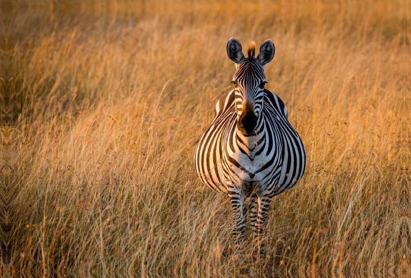 Schwangeres Zebra
