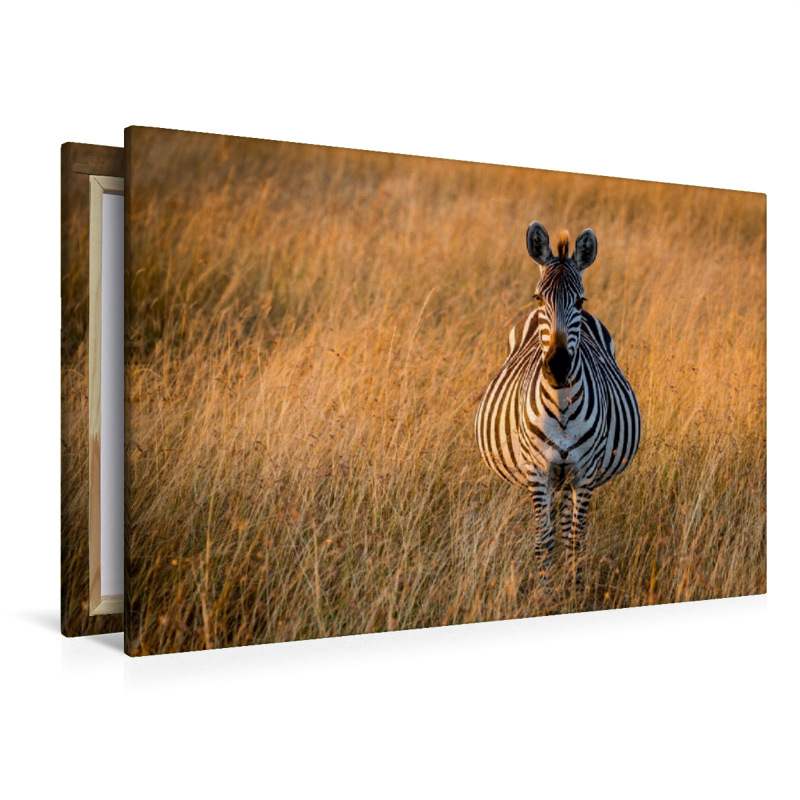 Schwangeres Zebra