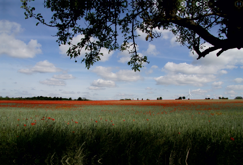 Mohnblumenfeld Kronsberg