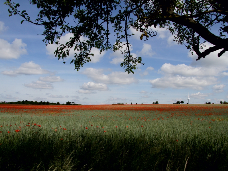 Mohnblumenfeld Kronsberg