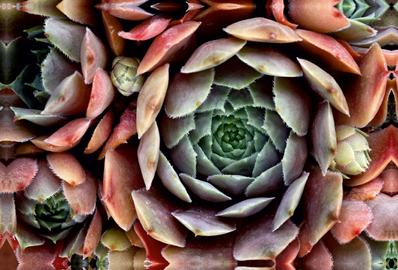 Sempervivum Feldmeier