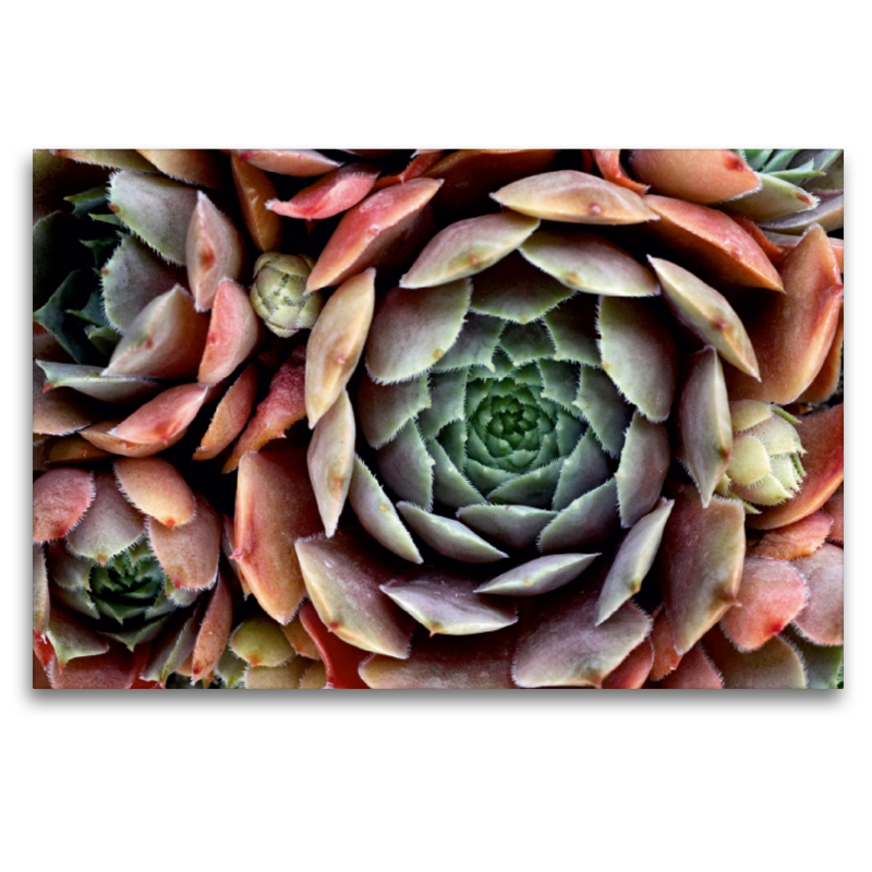 Sempervivum Feldmeier