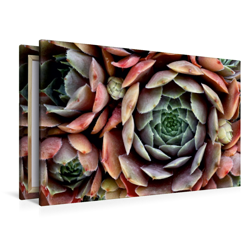 Sempervivum Feldmeier