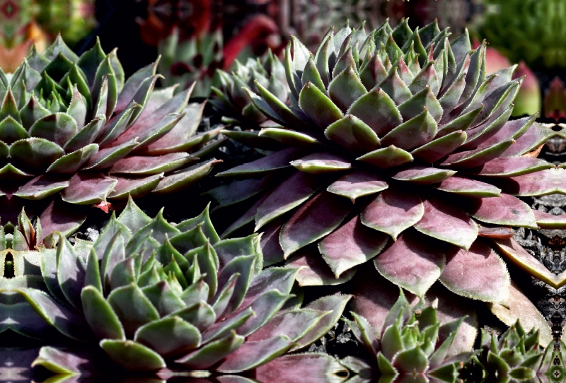 Sempervivum Emma