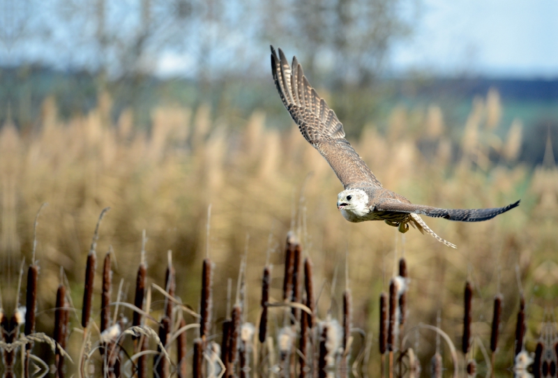 Würgfalke