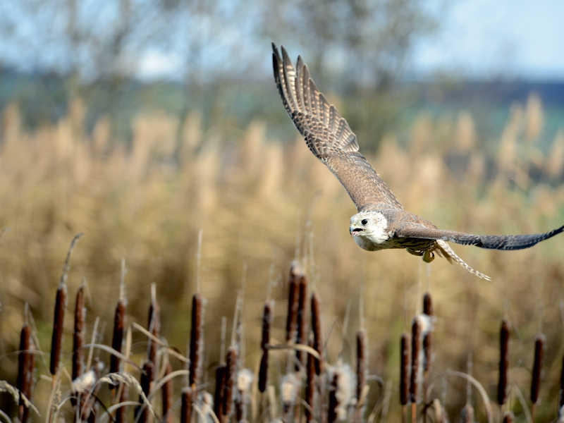 Würgfalke