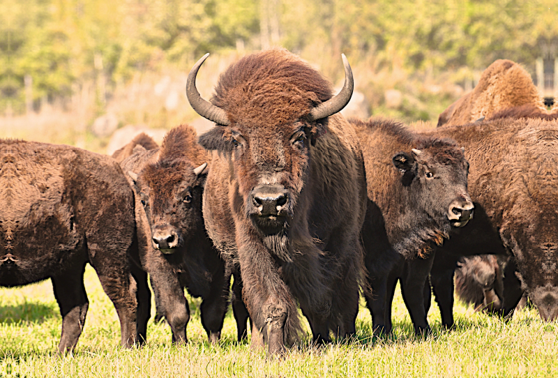 Bisons in Manitoba