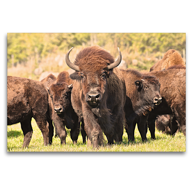 Bisons in Manitoba