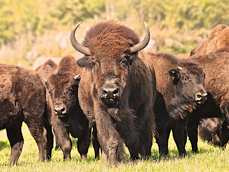 Bisons in Manitoba