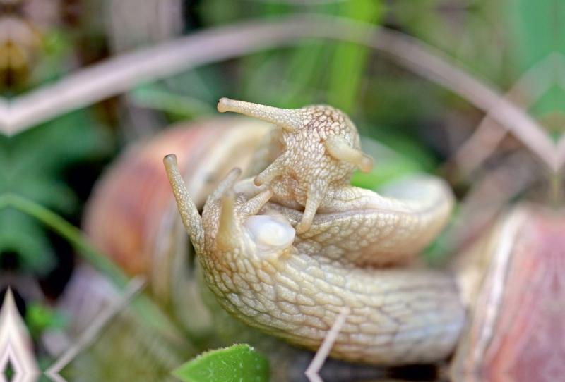 Paarung der Weinbergschnecke (Helix pomatia)